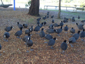 Mathison Park Churchill Wild birds - Coots